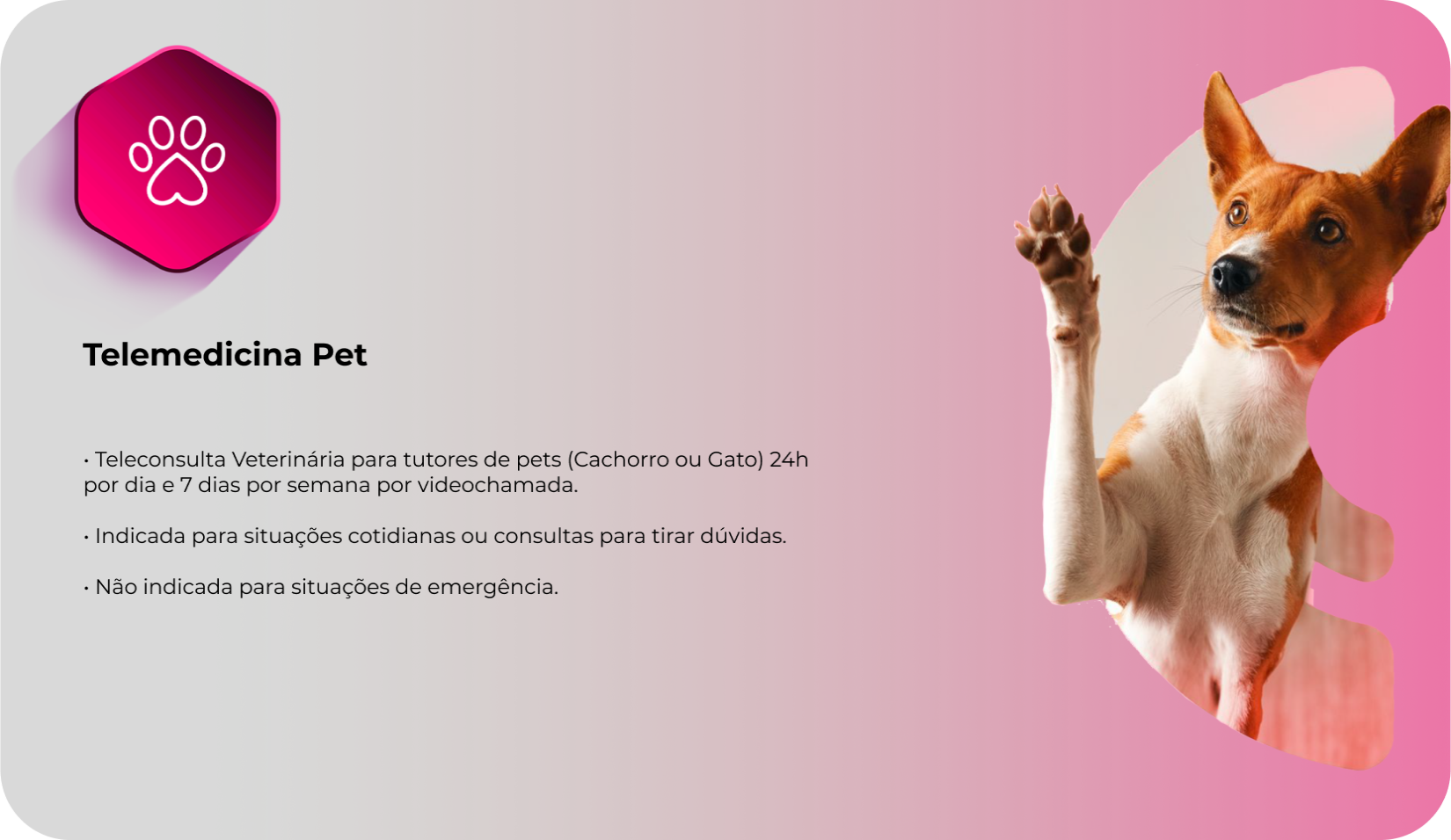 Pet